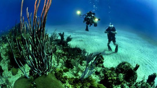 Plongée à Vanuatu : se laisser charmer par ses merveilles marines