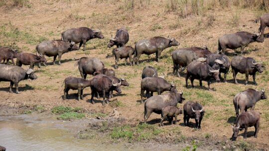 Voyage en Afrique du Sud : 2 conseils pour l’organiser