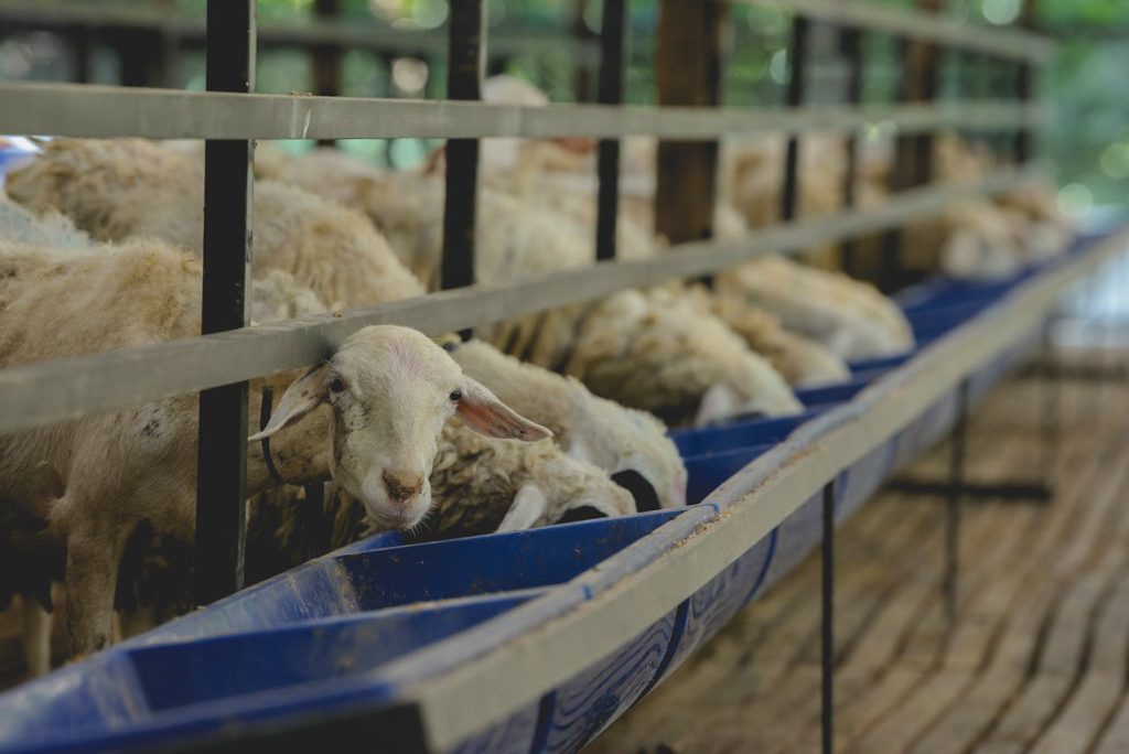 Les avantages des mangeoires pour animaux de la ferme