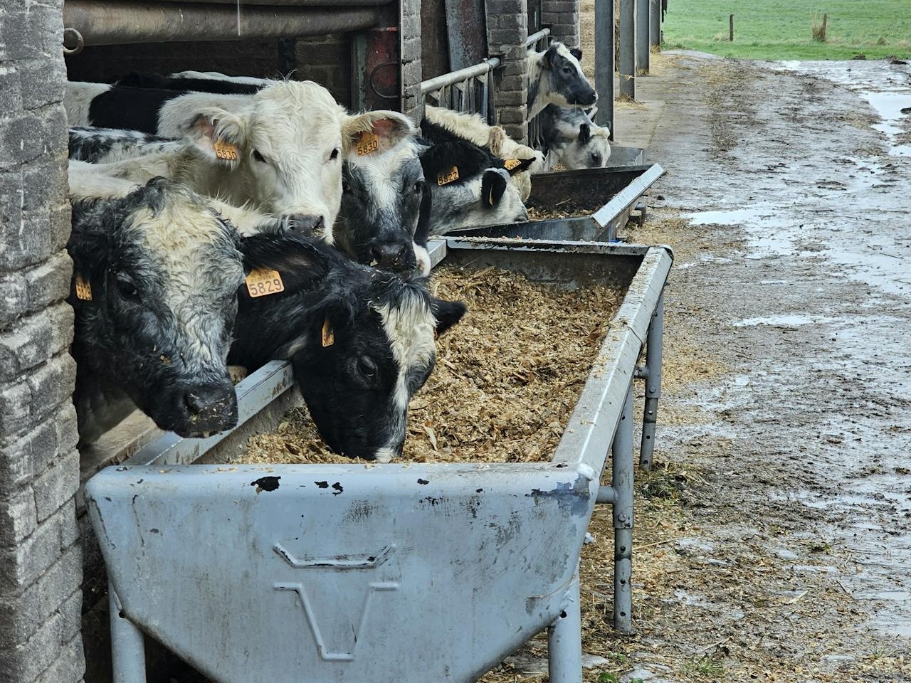 Animaux de la ferme : Les meilleures mangeoires pour leur bien-être