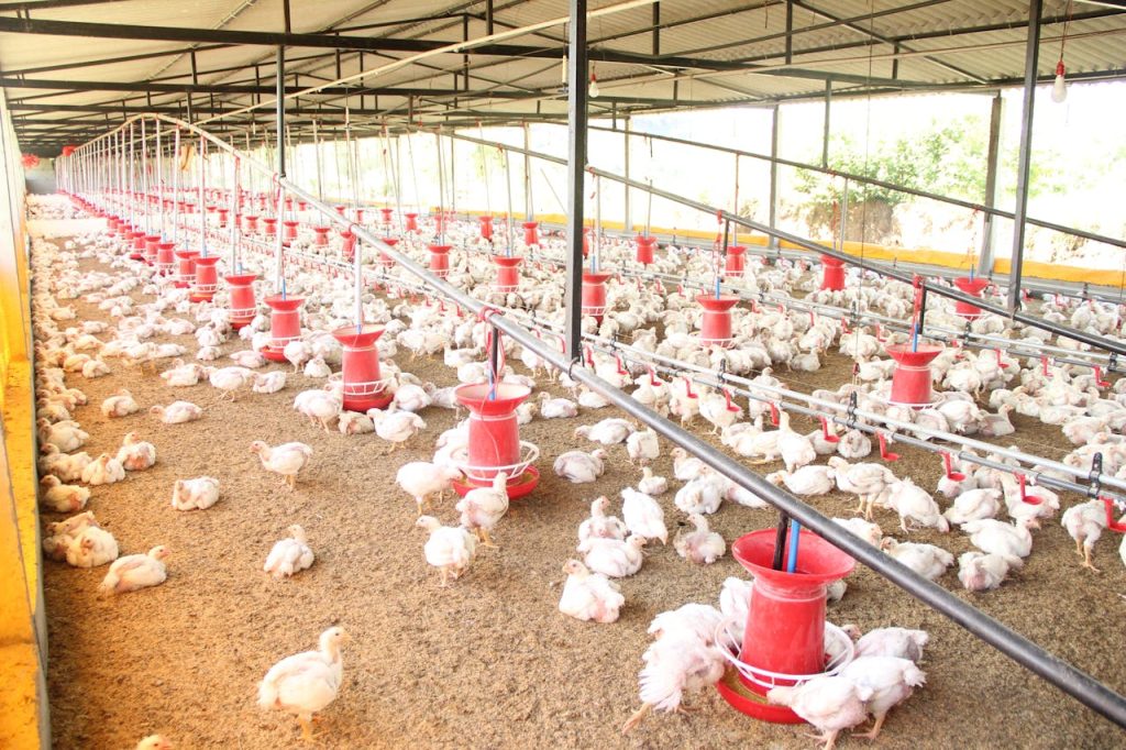 Types de mangeoires pour les animaux de la ferme